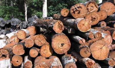 Russia_Is_Running_Out_of_Forest.jpg